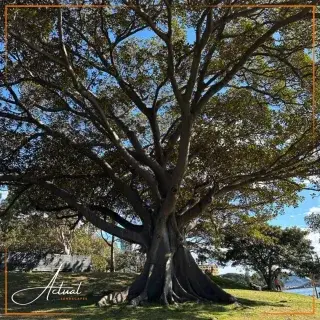 Happy World Tourism Day! 🌍

Did you know we take inspiration from all sorts of places – and a lot of that comes from simply getting out and seeing the world?

Rory has been lucky enough to travel to some incredible places over the years, including Australia, where the rainforests and completely different landscapes really opened his eyes to just how much inspiration there is in the natural world.

And you don't have to travel that far to find it. From the beautiful landscapes of North Wales, the gardens around Chester, to some of the amazing gardens, estates and wild spaces across the UK, there is always something that catches your eye.
 
Sometimes it's a particular plant, the way stone has been used, or even the feeling a place gives you when walk into the space.

And that's what we love about travelling – you can bring little pieces of those experiences home with you.

What's your favourite place or landscape you've ever visited? And...If you could take one thing from that place and recreate it in your own garden, what would it be? 

Maybe it's the feeling of being surrounded by rainforest, a Mediterranean-style courtyard, a wild coastal garden, a beautiful water feature or simply a particular plant or tree that reminds you of somewhere special.

It doesn't have to be a whole garden either, sometimes one little idea can completely change a space.

Tell us yours in the comments. We'd love to hear where your garden inspiration comes from! 

If you want to see how our travels have inspired us, why not visit our website www.actuallandscapes.co.uk 

#Landscapers #LandscapeDesigns #LuxuryGardens #GardenMakeover #LoveYourGarden  #LandscapingChester #GardenDesignCheshire #GardenDesignWirral #EnglishCountryGarden #LandscapeGoals #GardenGoals #weareapl #WorldTourismDay #LandscapeInspiration #GardenIdeas #UKGardens #NorthWales #Chester #Australia #GardenLovers